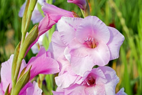 gladiolus flower blossom