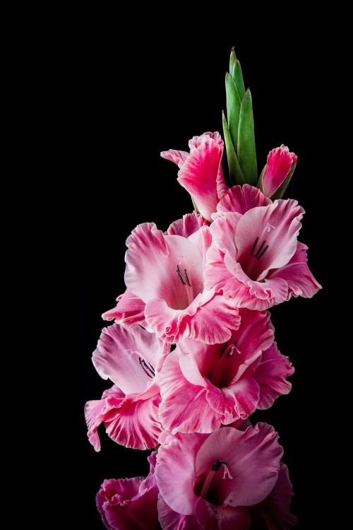 gladiolus flower blossom