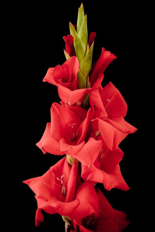 gladiolus flower blossom