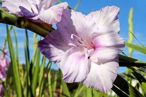 gladiolus flower blossom