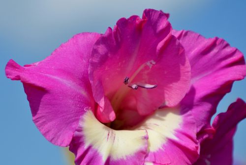 gladiolus gladidus butterfly greenhouse