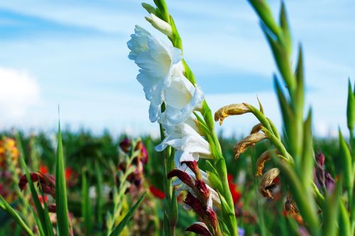 gladiolus flowers summer flower