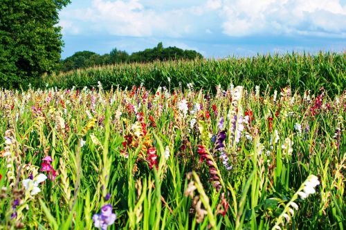 gladiolus flowers field of flowers