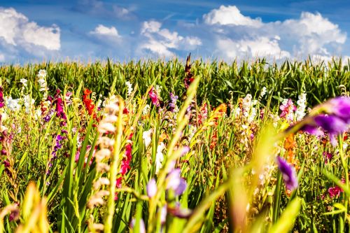 gladiolus flowers field of flowers