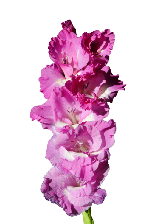 gladiolus gladidus butterfly greenhouse