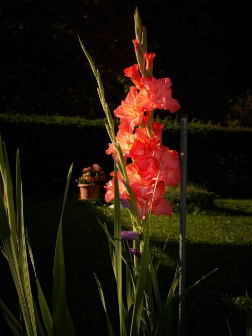 gladiolus morning flowers