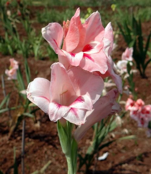 gladiolus flower peach