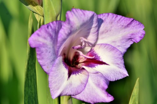 gladiolus  gladidus  butterfly greenhouse