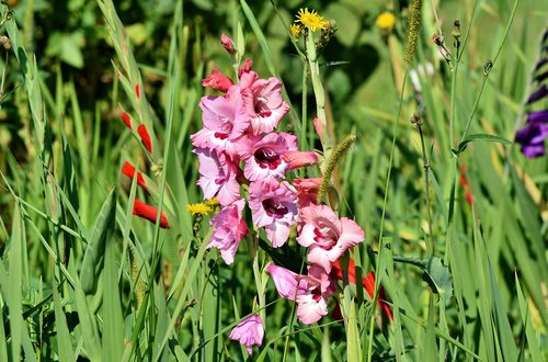 gladiolus  gladidus  butterfly greenhouse