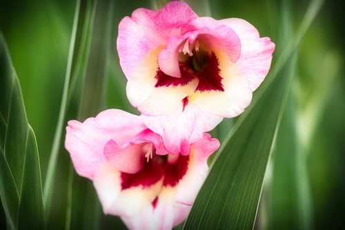 gladiolus  flower  blossom