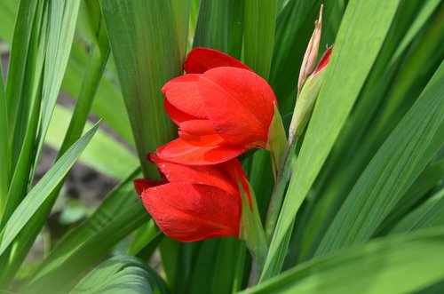 gladiolus  red  flower