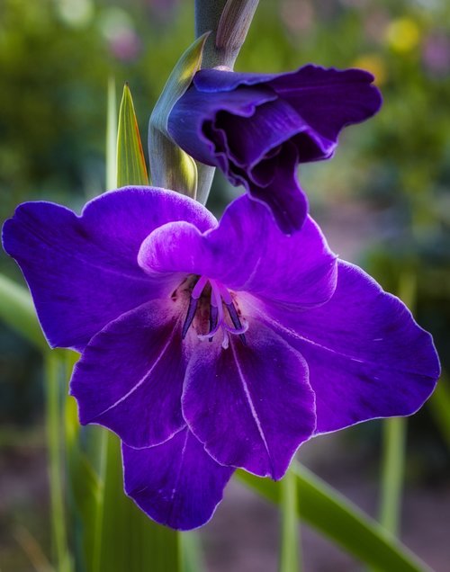 gladiolus  blossom  bloom