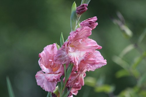 gladiolus  flowers  garden