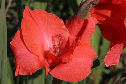 gladiolus  red  flower