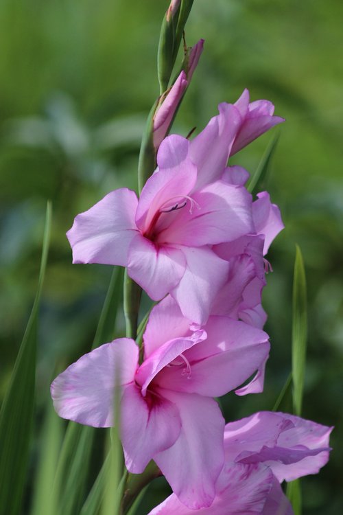 gladiolus  flowers  garden