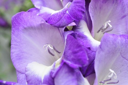 gladiolus purple summer