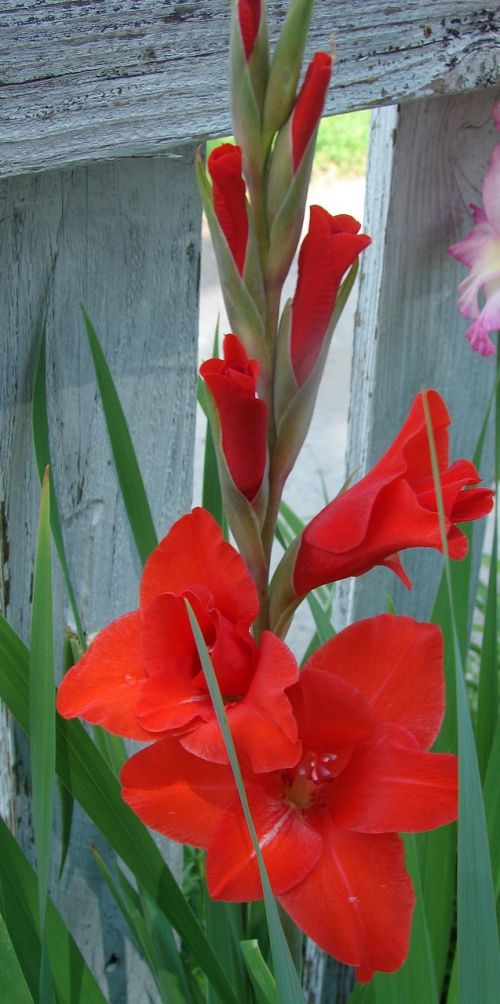 gladiolus flower bloom
