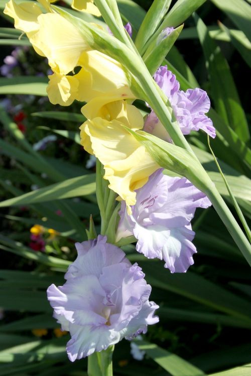 gladiolus flower summer