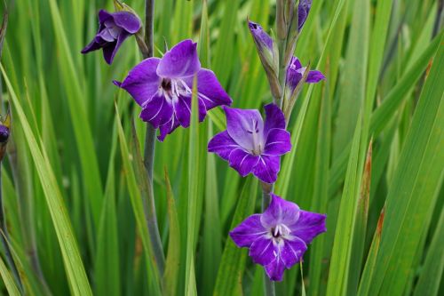 gladiolus purple blue