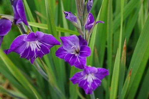 gladiolus flowers purple