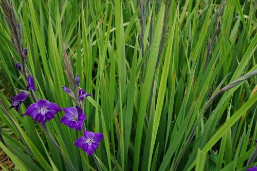 gladiolus flowers purple