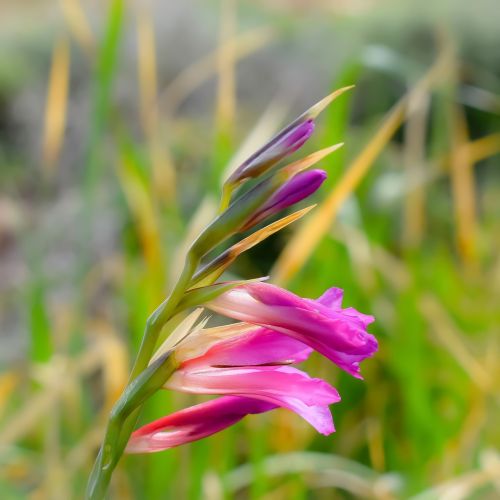 gladiolus italicus common sword-lily wildflower