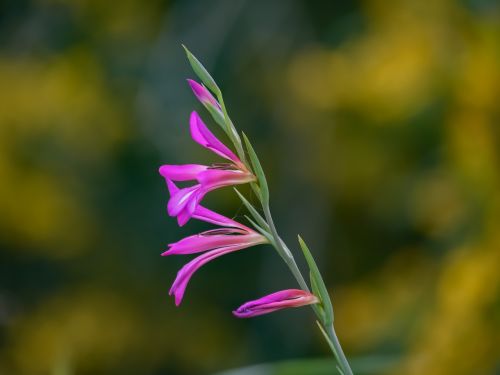 gladiolus italicus common sword-lily wildflower