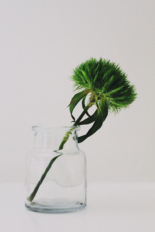 sweet william green beard carnation glass