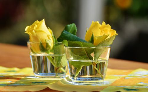 glass vase yellow roses