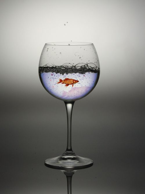 glass water red fish