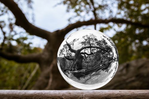 glass ball tree ball