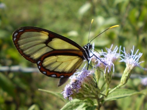 glass butterfly greta oto transparent wings