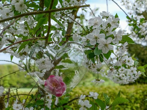glass heart rose flower  cherry tree  cherry blossoms