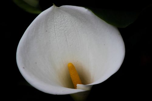 glass of milk flower nature