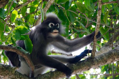 glasses langur monkey