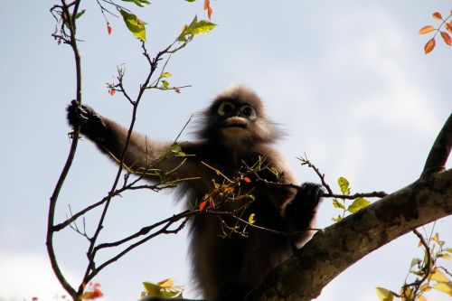 glasses langur monkey jungle