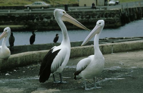 glasses pelicans pelikan pelicans