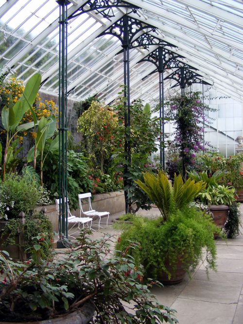 glasshouse greenhouse plant