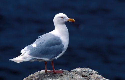 glaucous gull bird seagull