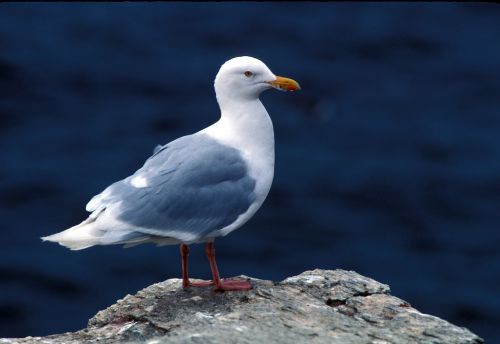 glaucous gull sea gull seabird