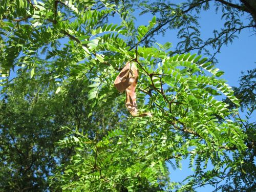 gledicia locust tree