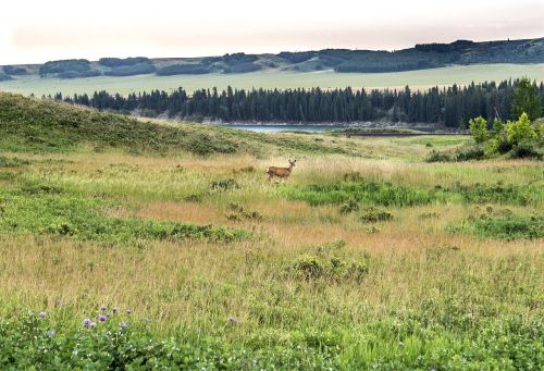 glenbow ranch provincial park deer park