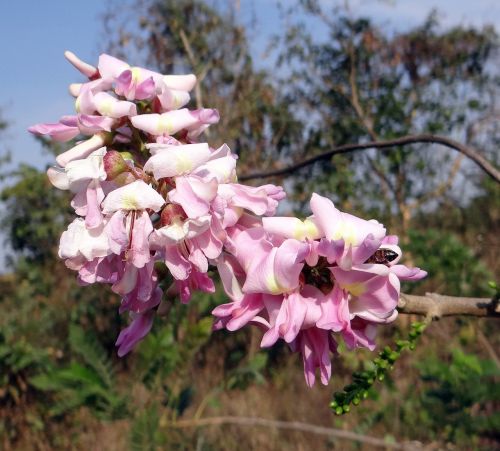 gliricidia sepium mexican lilac bee