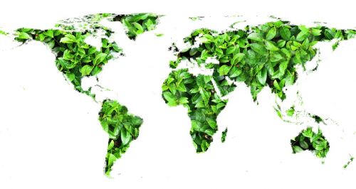 globe leaves green