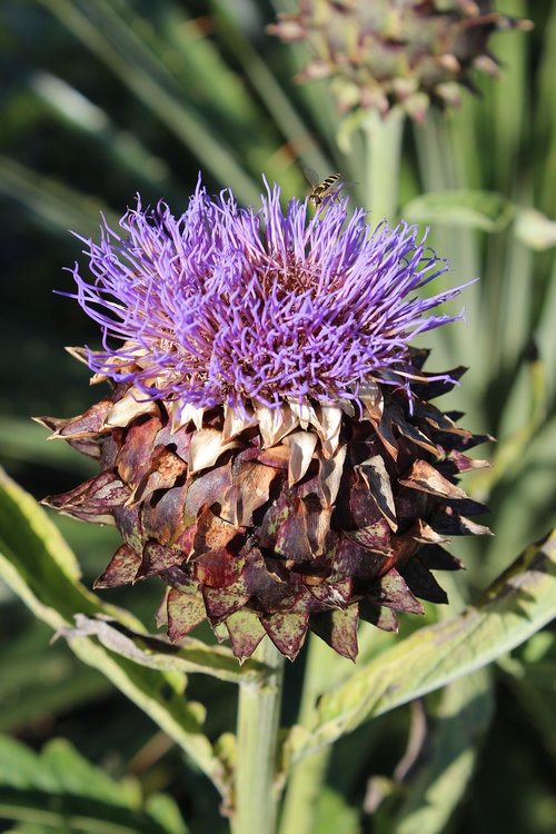 globe artichoke  purple  plant