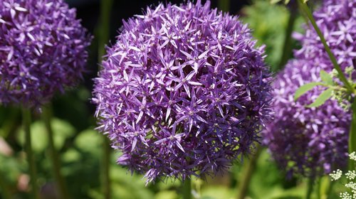 globe flower  purple flower  monhegan island