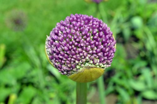 globe thistle flower macro