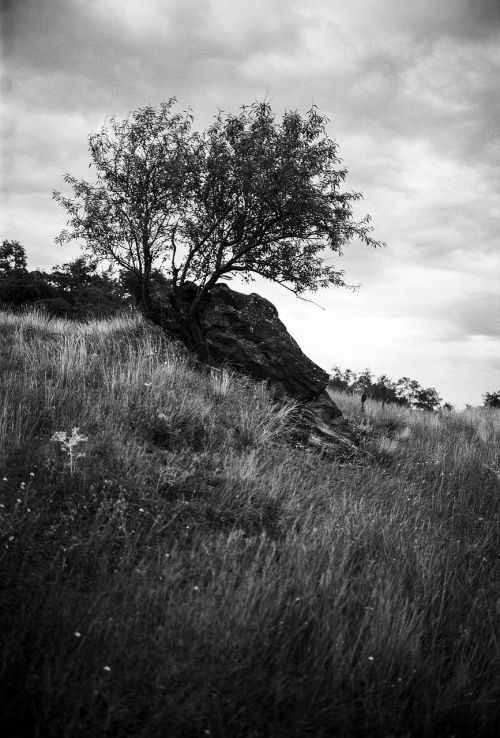 gloomy tree rock