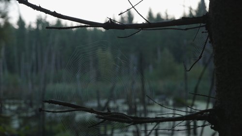 gloomy  spiderweb  lake