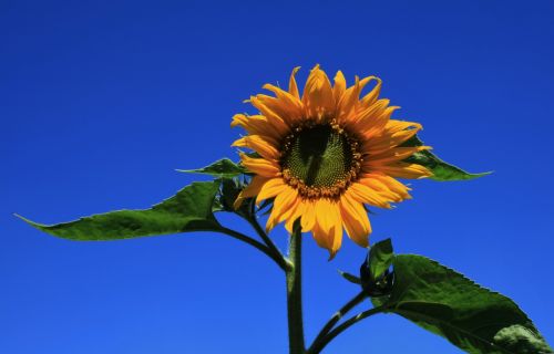 Glorious Sunflower